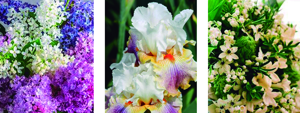 Flores personalidad
